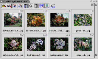PhotoTip thumbnail gallery