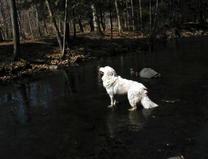 [Photo: Chato standing in river]