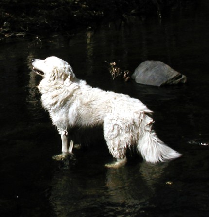 [Photo: Close-up of Chato standing in river]