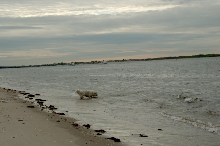 [Photo: Chato the beach bum!]