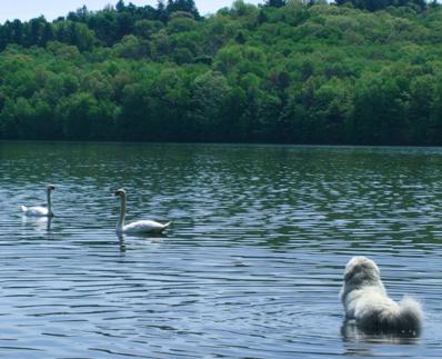 [Photo: Chato chasing swans]