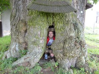 Uvnit� byla kotlina s lave�kou, p�zuje Sopt�k. �daje z informa�n� cedule: obvod kmene 720 cm, v��ka 25 m, st��� cca 700 let.