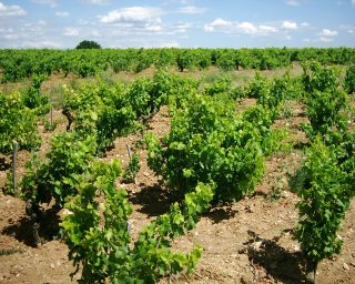 V�ude kolem kam a� dohl�dne� - vinn� r�va.