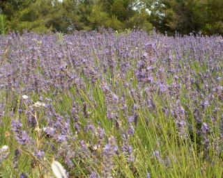 Ty jsi m���, levandulov���... :-)  (to se dalo �ekat)