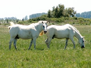 Mno, jestli jsou opravdu divoc�, to� ot�zka, ale b�l� jsou zaru�en�! :-)