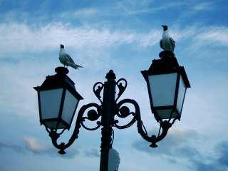 Kdov� odkud a� tihle dva racci p�ilet�li, aby mi mohli zap�zovat pro tuto fotku.